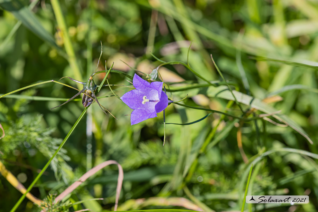 Campanula scheuchzeri