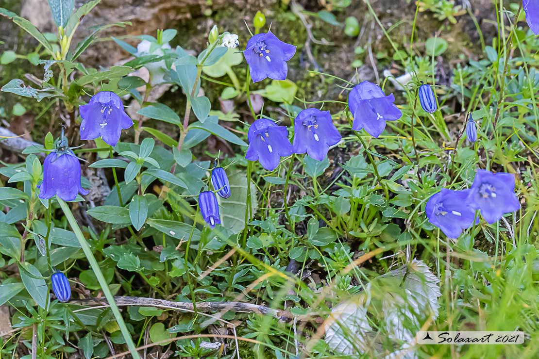 Campanula scheuchzeri