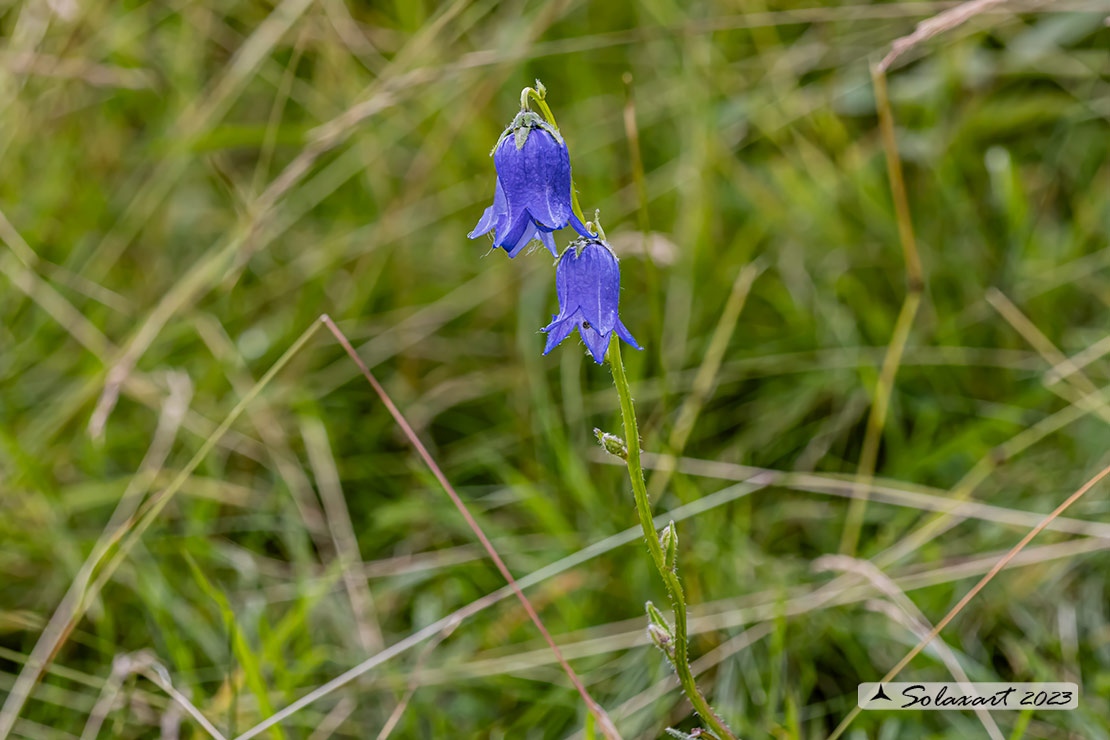 Campanula barbata - Campanula barbata