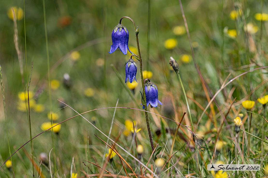 Campanula barbata - Campanula barbata