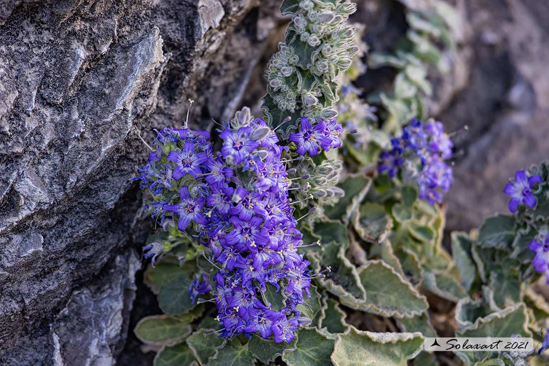 Campanula elatinoides Moretti - Campanula dell'Insubria