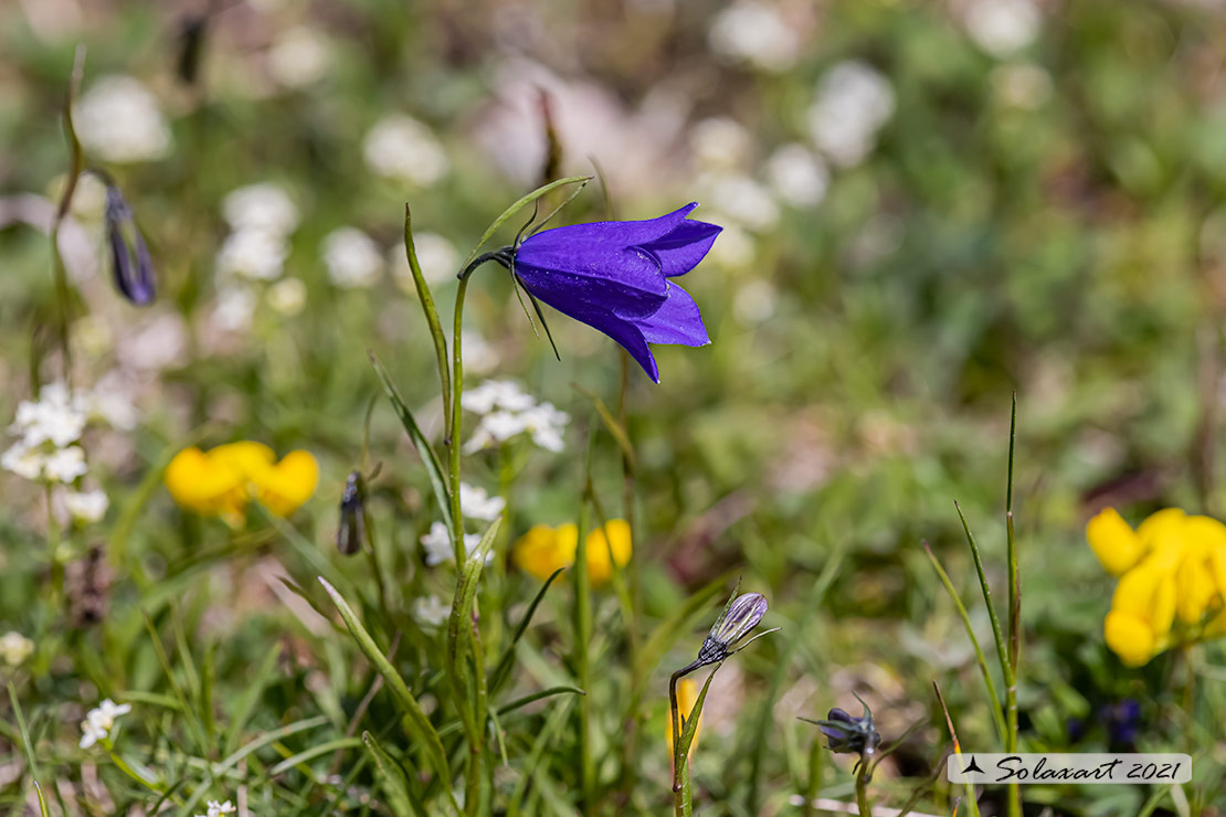 Campanula fritschii - Campanula di Fritsch