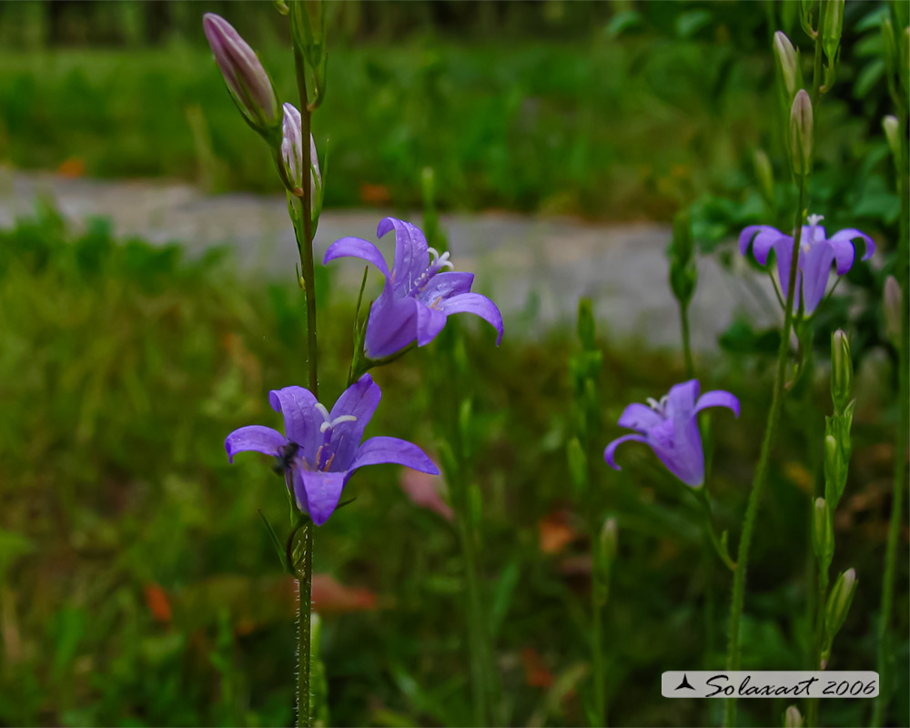 Campanula rapunculus