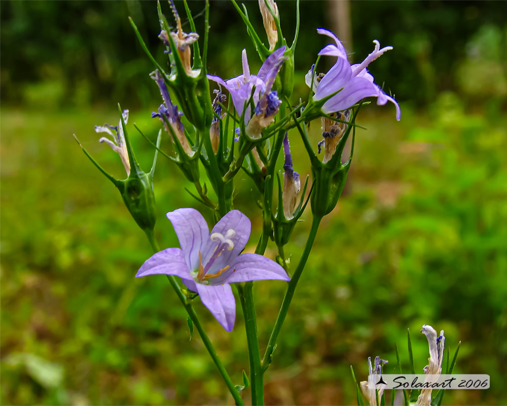 Campanula rapunculus