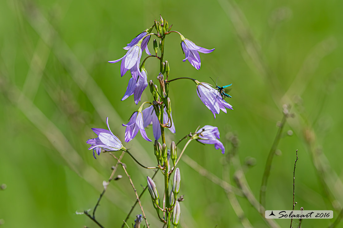 Campanula rapunculus