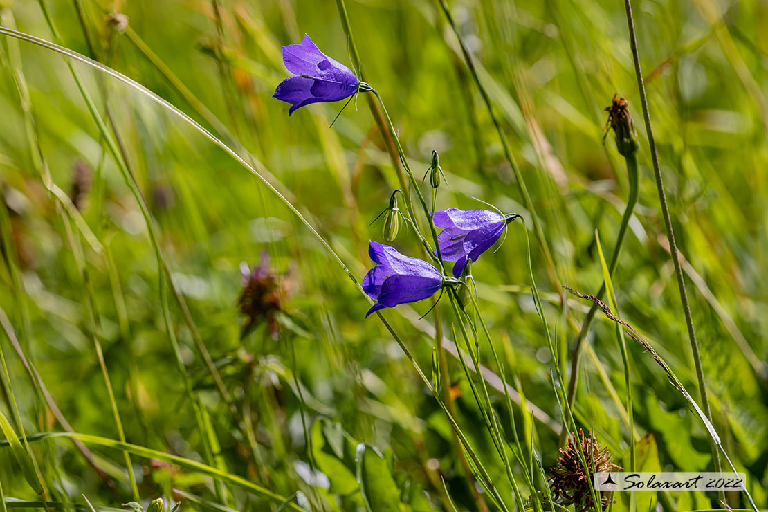 Campanula rotundifolia