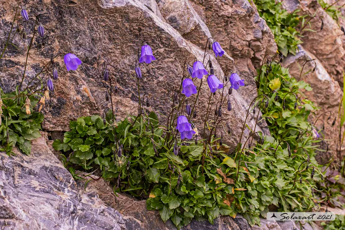 Campanula rotundifolia
