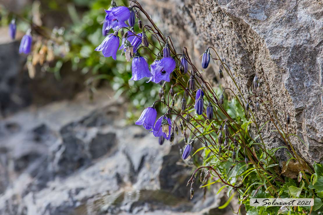 Campanula rotundifolia