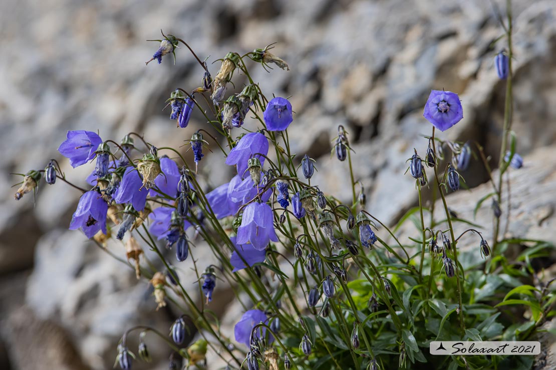 Campanula rotundifolia