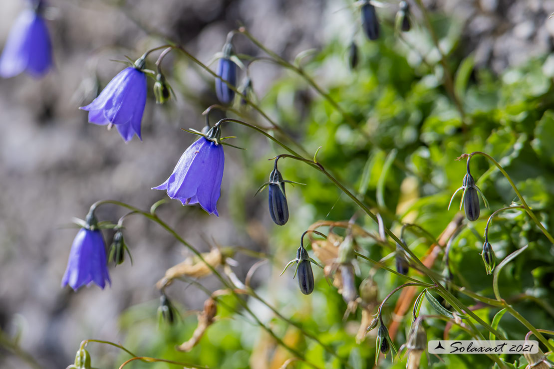 Campanula rotundifolia
