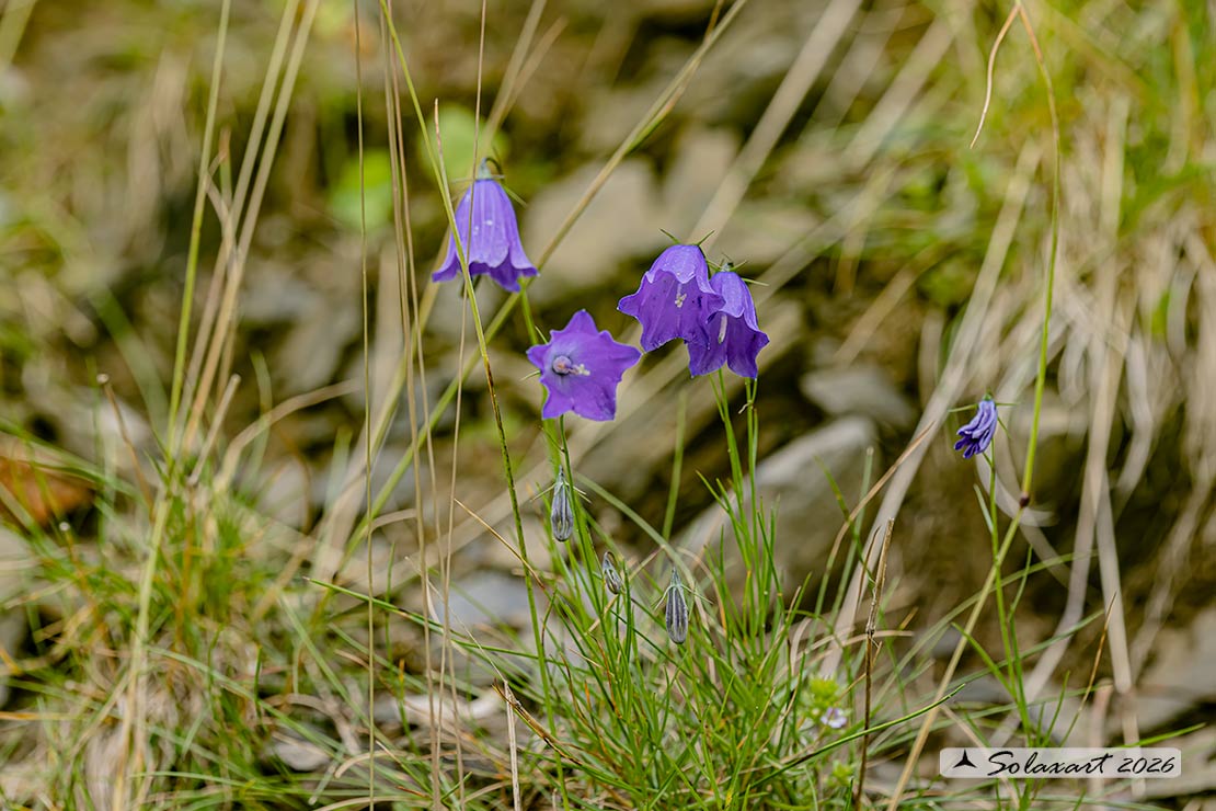 Campanula scheuchzeri