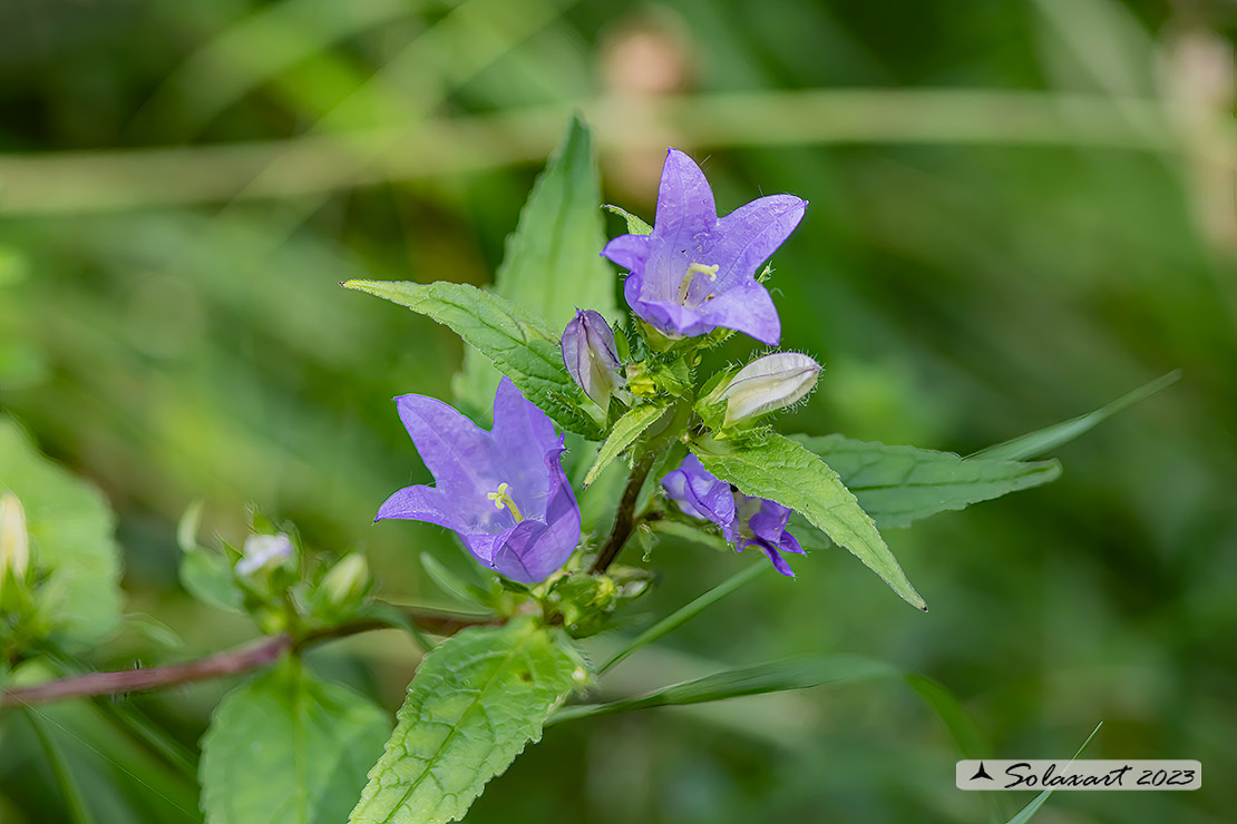 Campanula trachelium