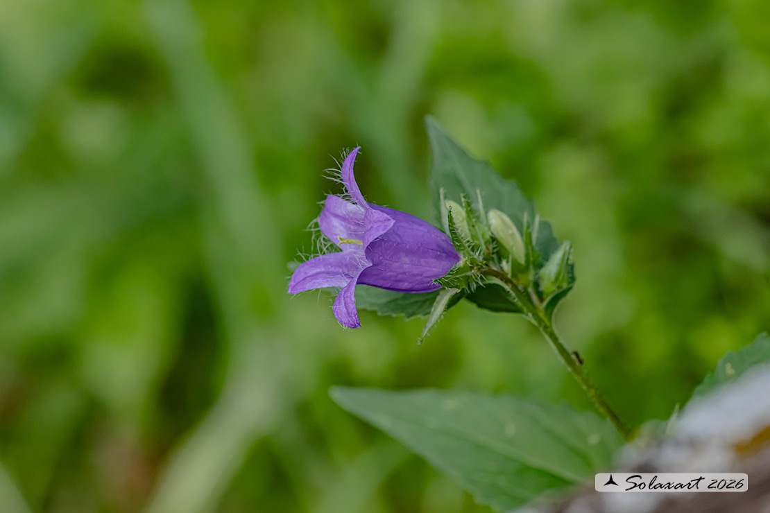 Campanula trachelium