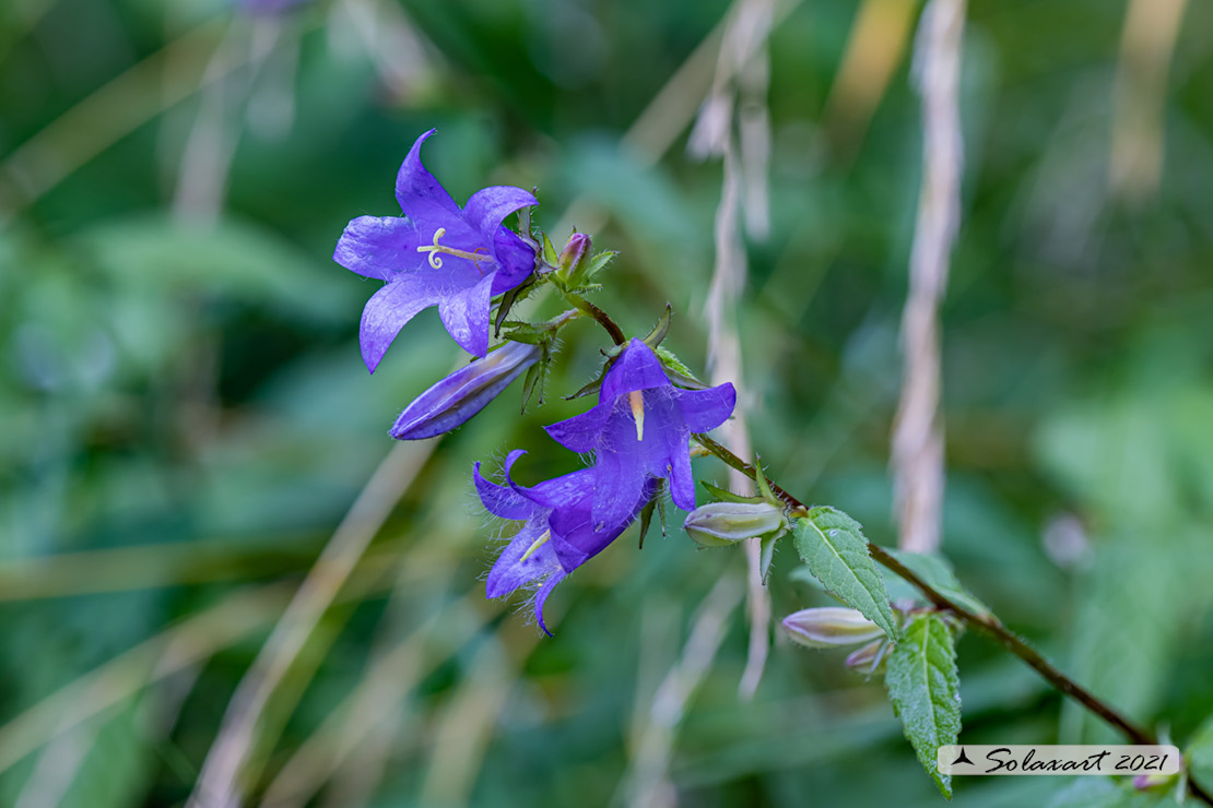 Campanula trachelium