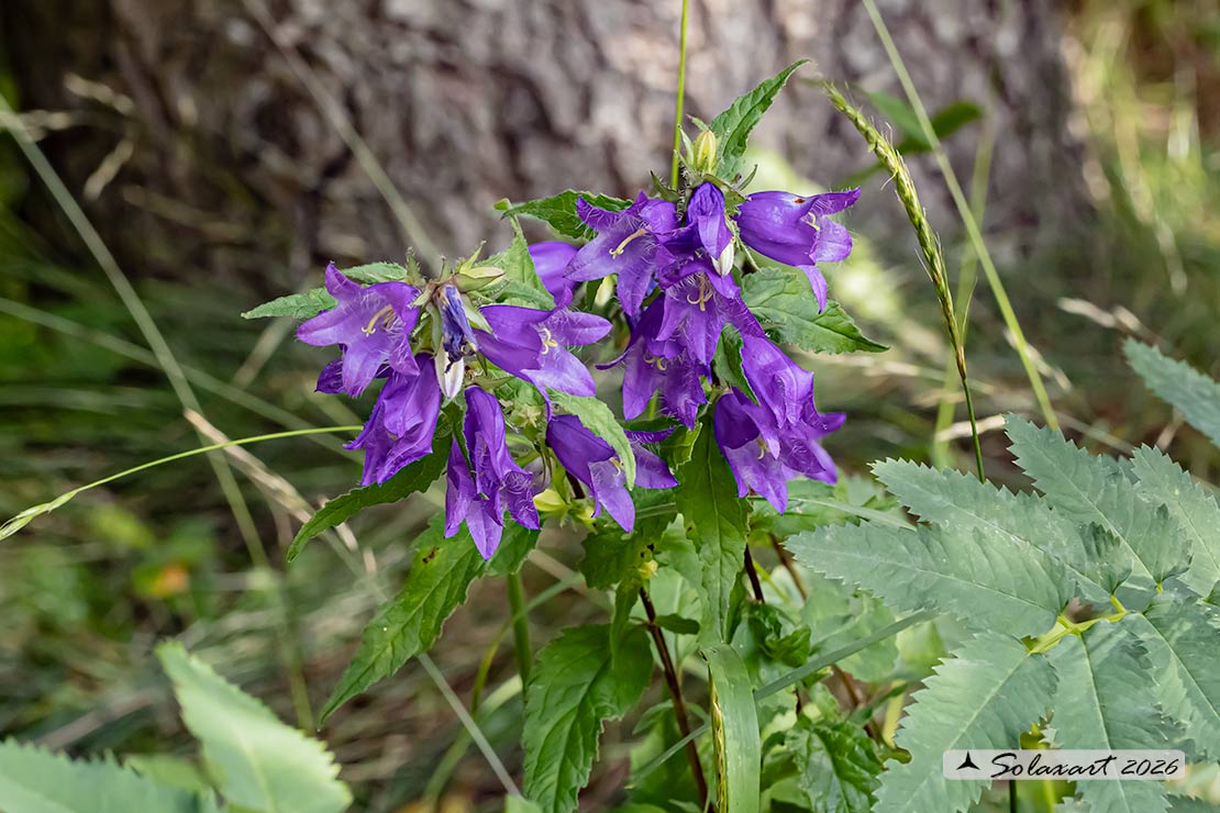 Campanula trachelium