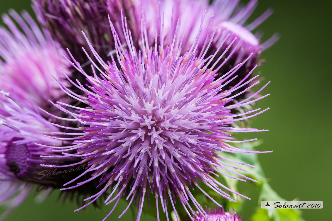 Carduus nutans - Cardo rosso