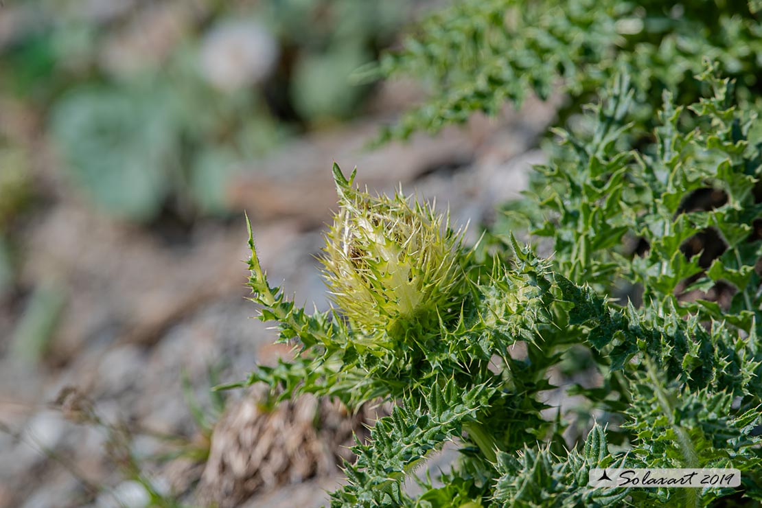 Cirsium spinosissimum