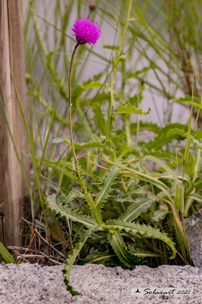 Carduus defloratus - Cardo rosso