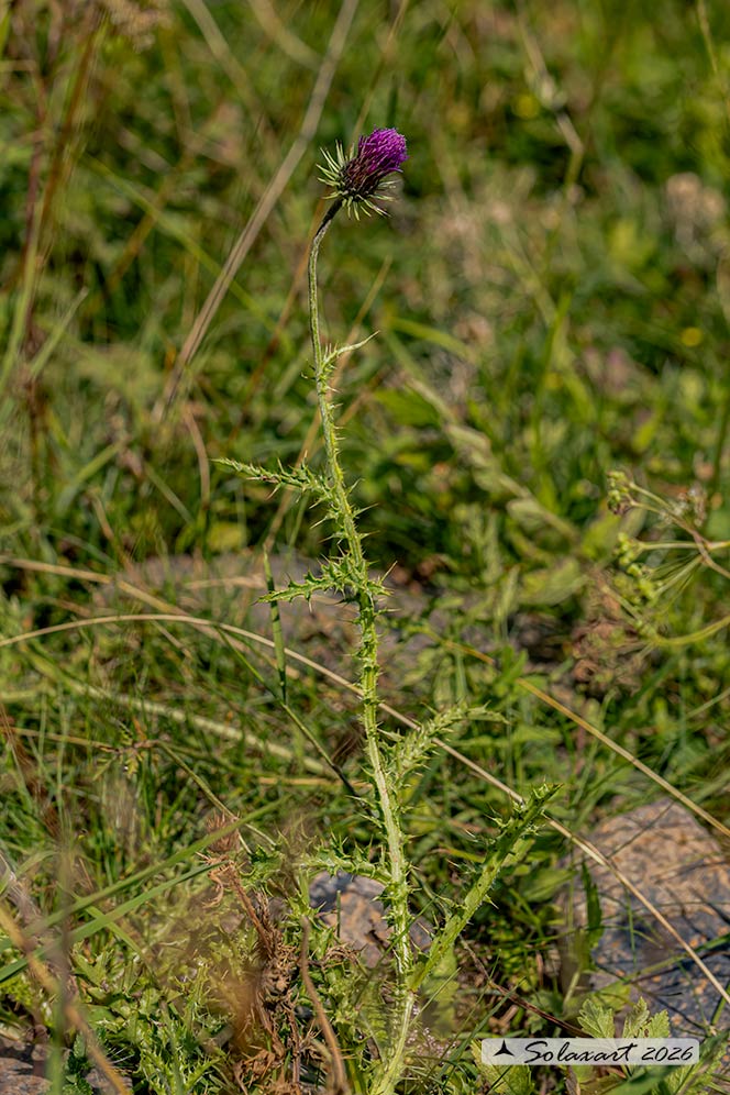 Carduus nutans - Cardo rosso