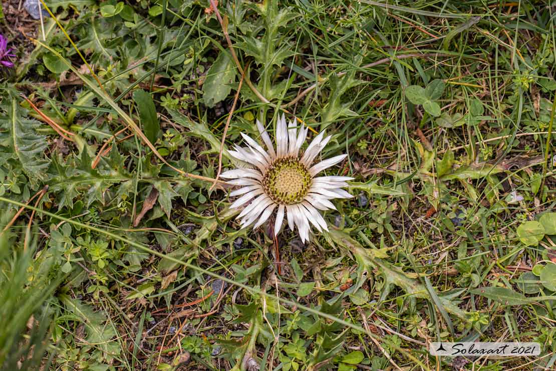 Carlina acaulis - Cardo rosso