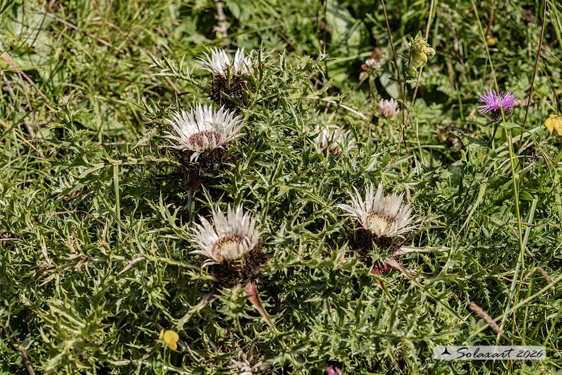 Carlina acaulis - Cardo rosso
