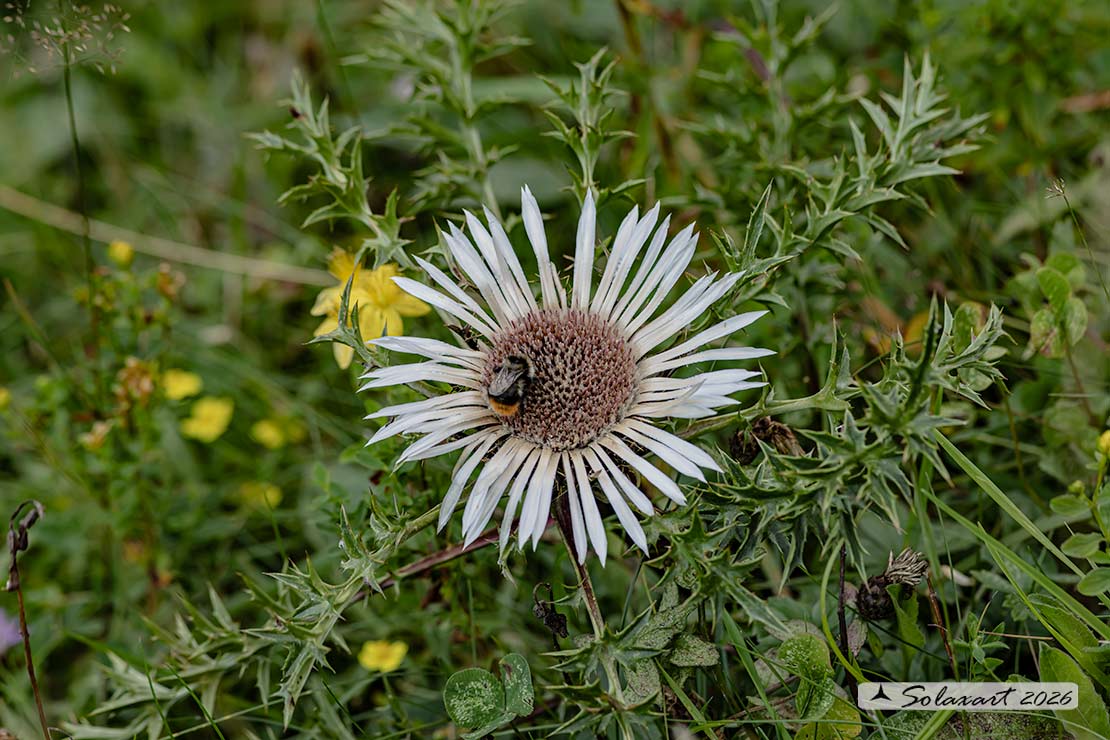 Carlina acaulis - Cardo rosso