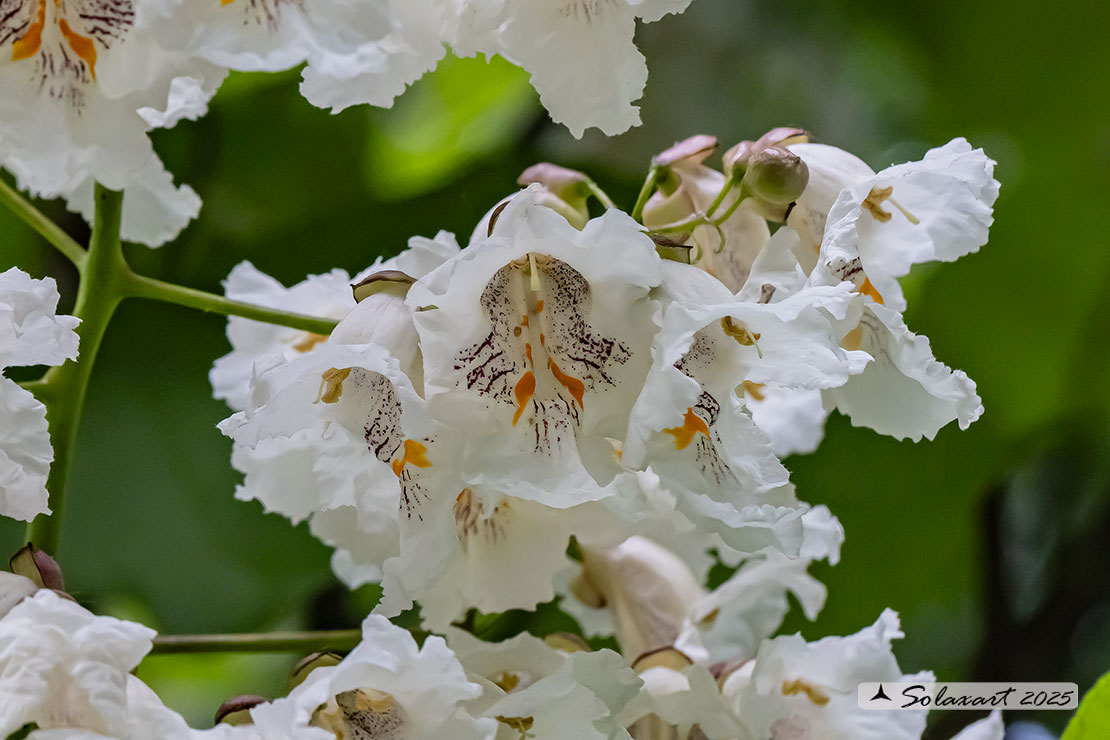 Catalpa speciosa