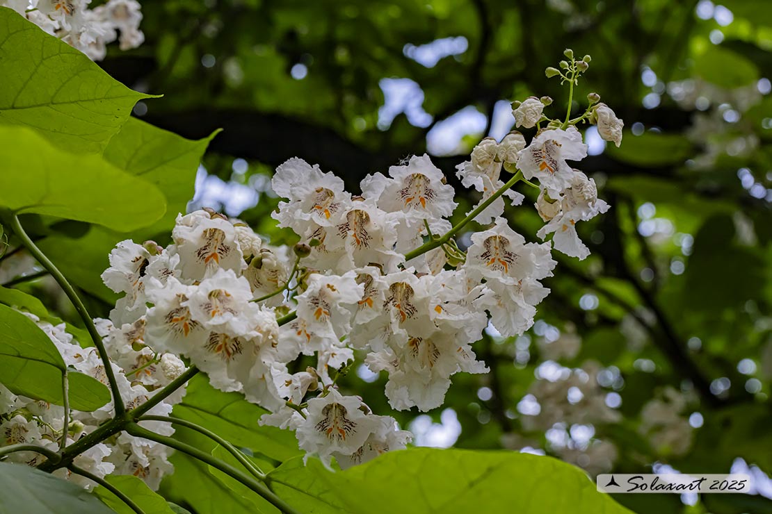 Narciso trombone - Acanthus mollis