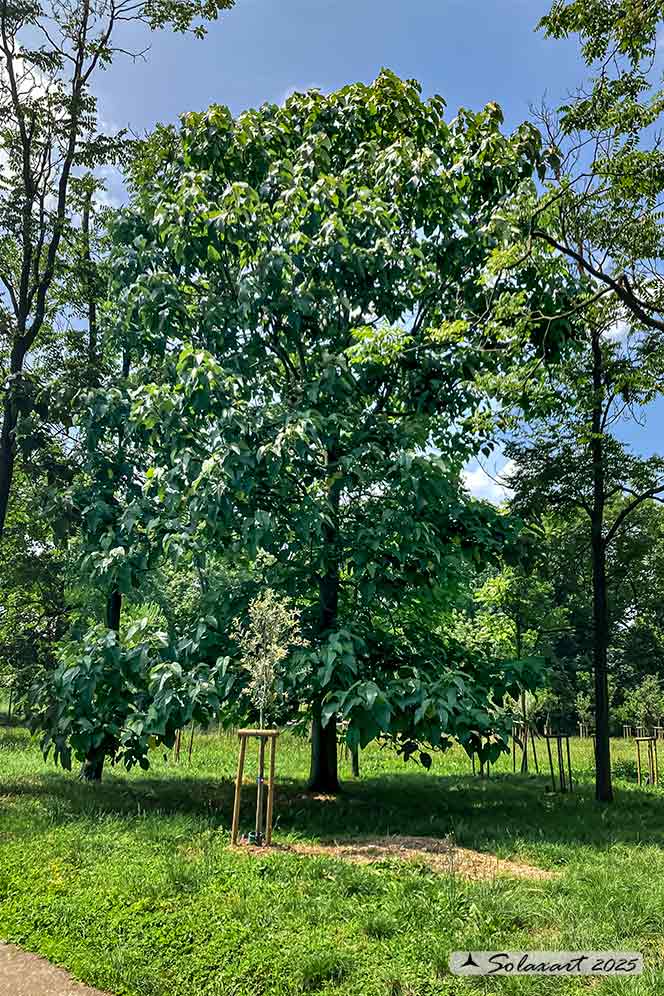 Catalpa speciosa