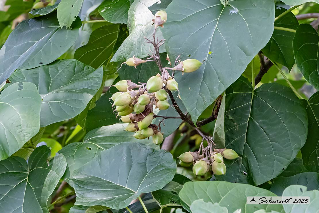 Catalpa speciosa