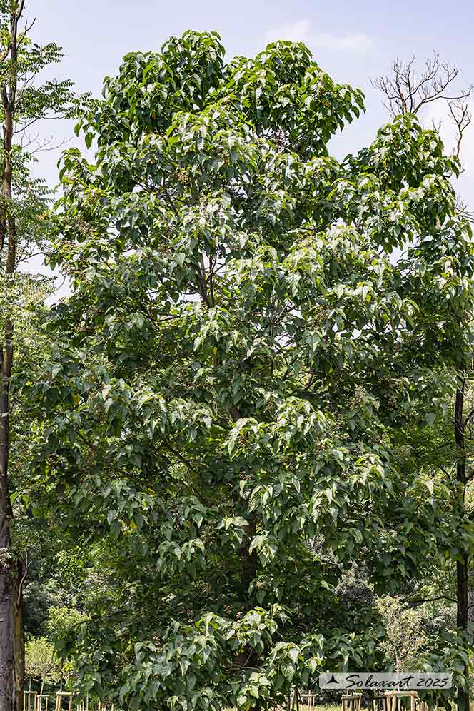 Catalpa speciosa