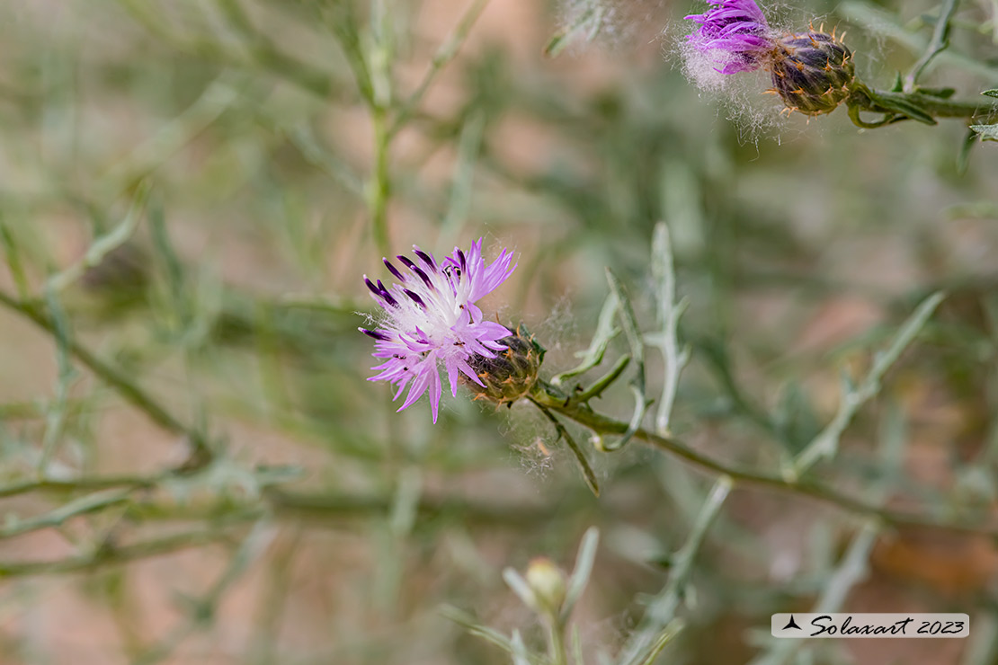 Fiordaliso ispido- Centaurea aspera - famiglia : Asteraceae