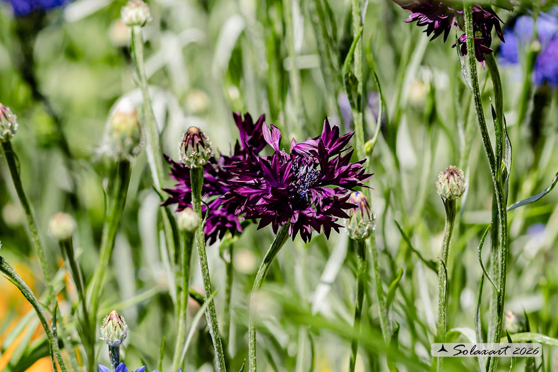 Fiordaliso - Centaurea cyanus - famiglia : Asteraceae