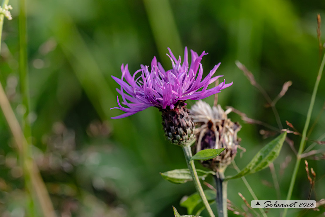 Fiordaliso stoppione - Centaurea jacea - famiglia : Asteraceae
