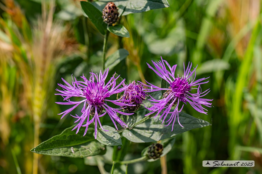 Fiordaliso stoppione - Centaurea jacea - famiglia : Asteraceae