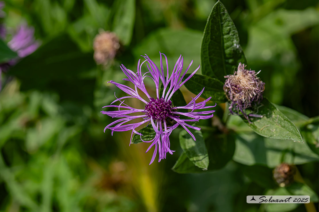 Fiordaliso stoppione - Centaurea jacea - famiglia : Asteraceae