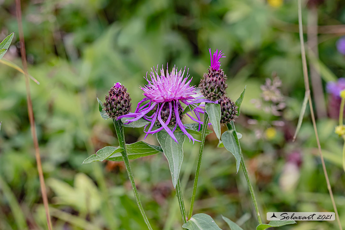 Fiordaliso alpino - Centaurea nervosa - famiglia : Asteraceae