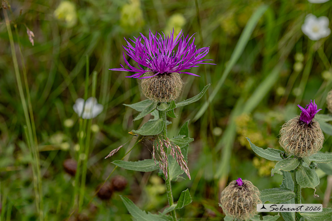 Fiordaliso alpino - Centaurea nervosa - famiglia : Asteraceae