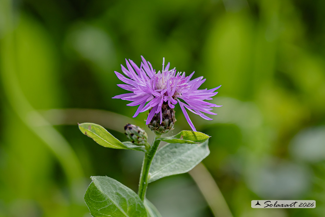 Fiordaliso nerastro - Centaurea nigrescens