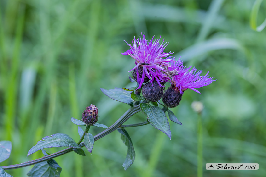 Fiordaliso nerastro - Centaurea nigrescens