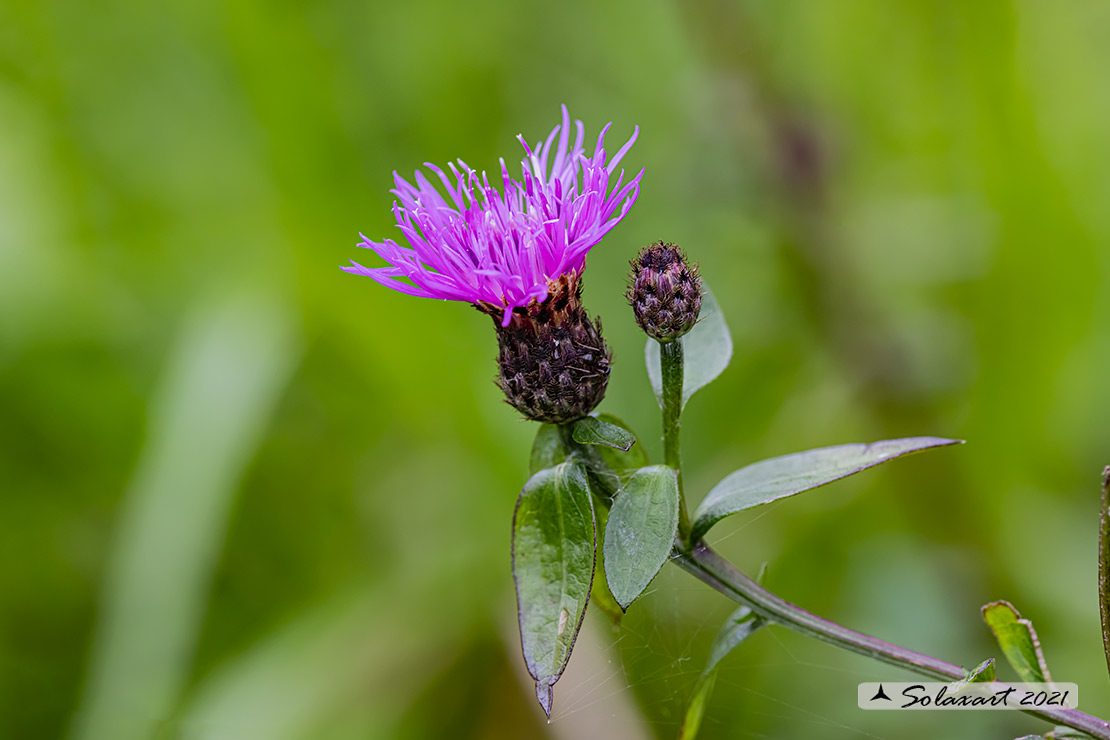 Fiordaliso nerastro - Centaurea nigrescens