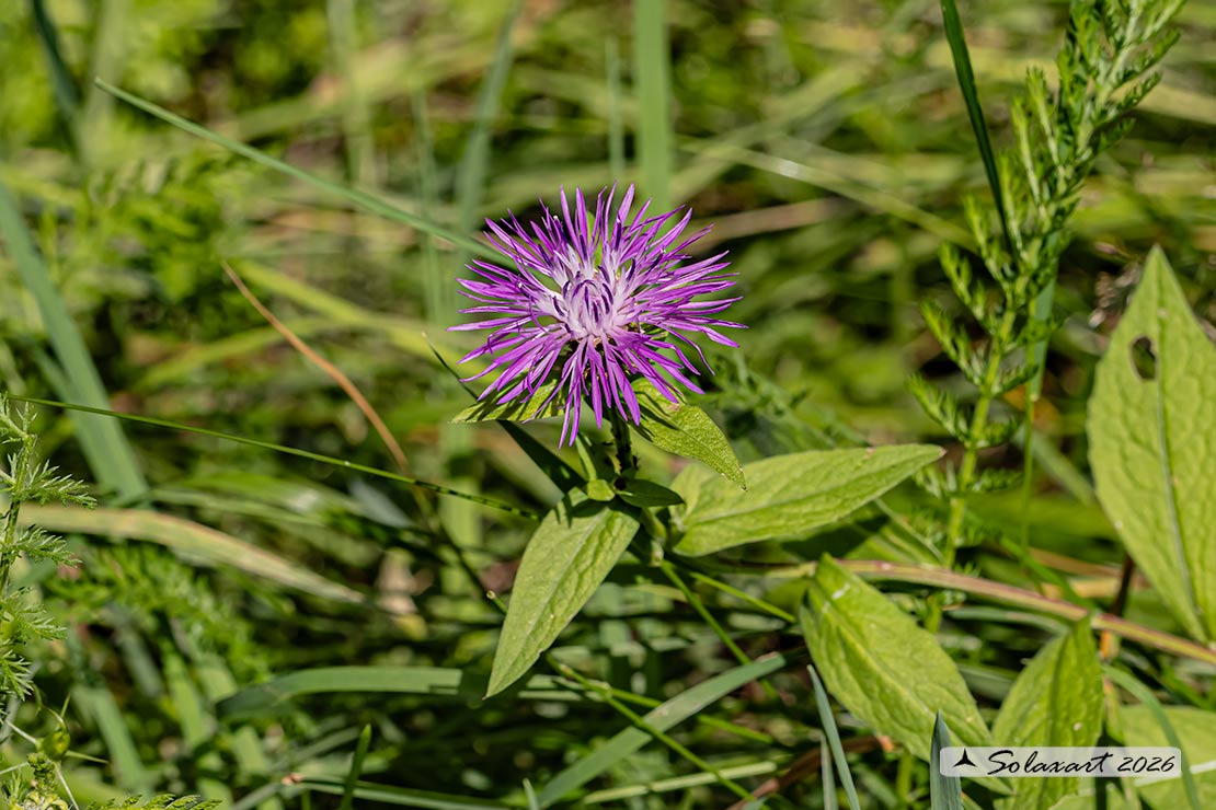 Fiordaliso nerastro - Centaurea nigrescens