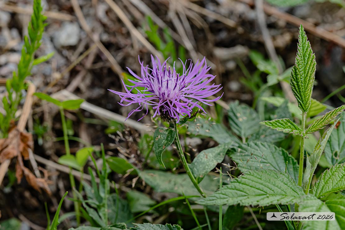 Fiordaliso nerastro - Centaurea nigrescens