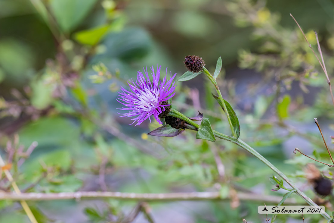 Fiordaliso nerastro - Centaurea nigrescens