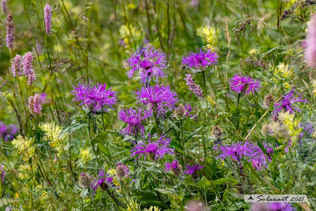 Fiordaliso retico - Centaurea rhaetica