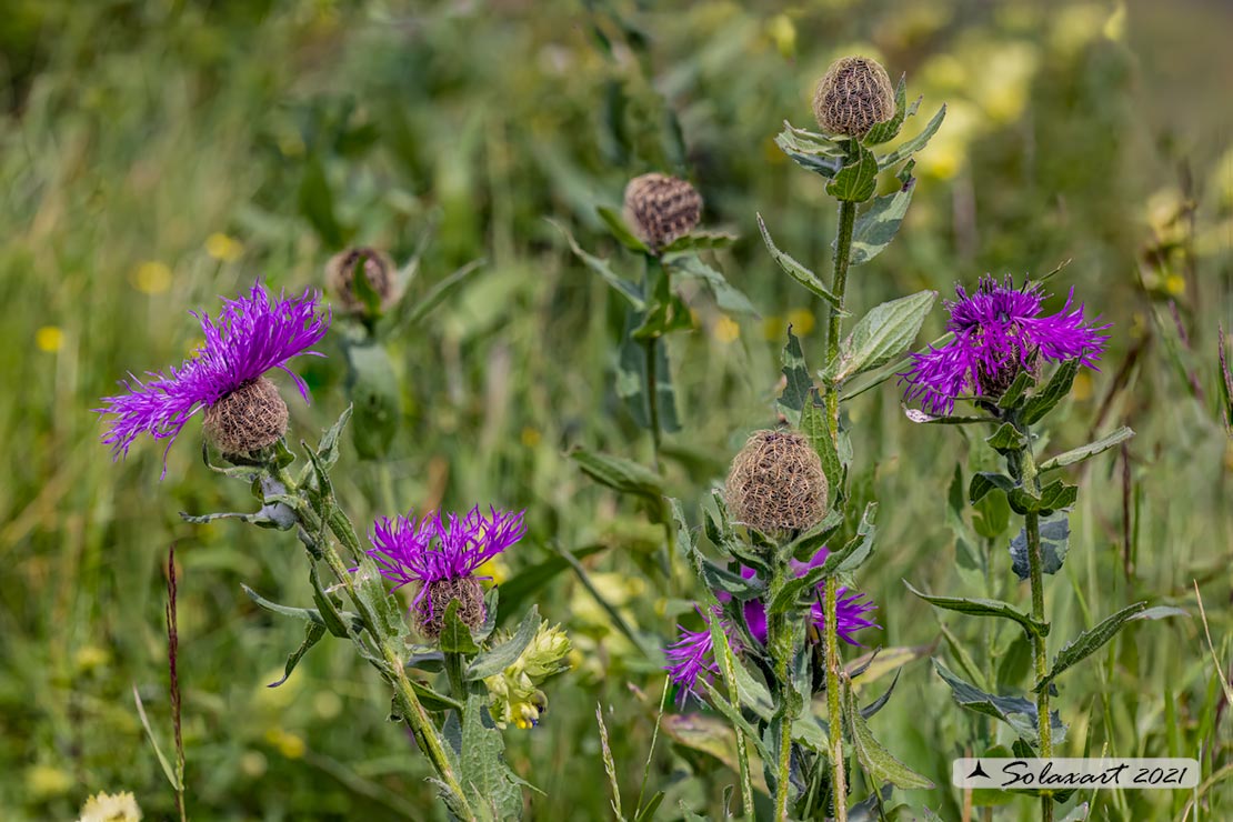 Fiordaliso retico - Centaurea rhaetica