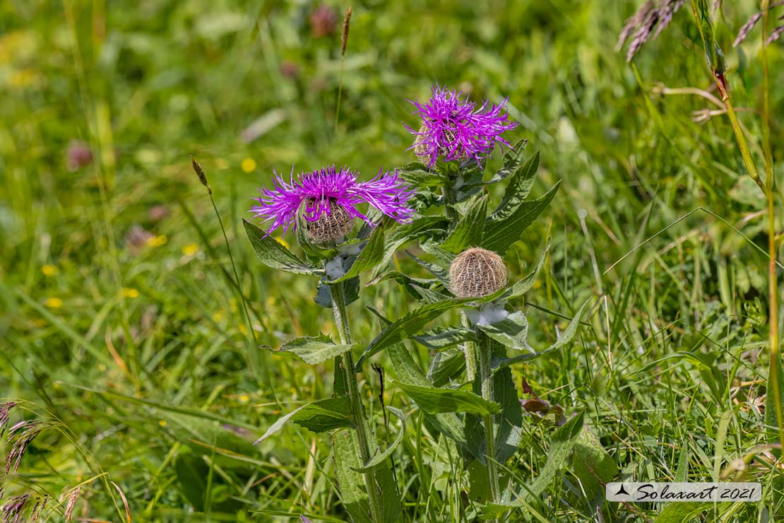 Fiordaliso retico - Centaurea rhaetica