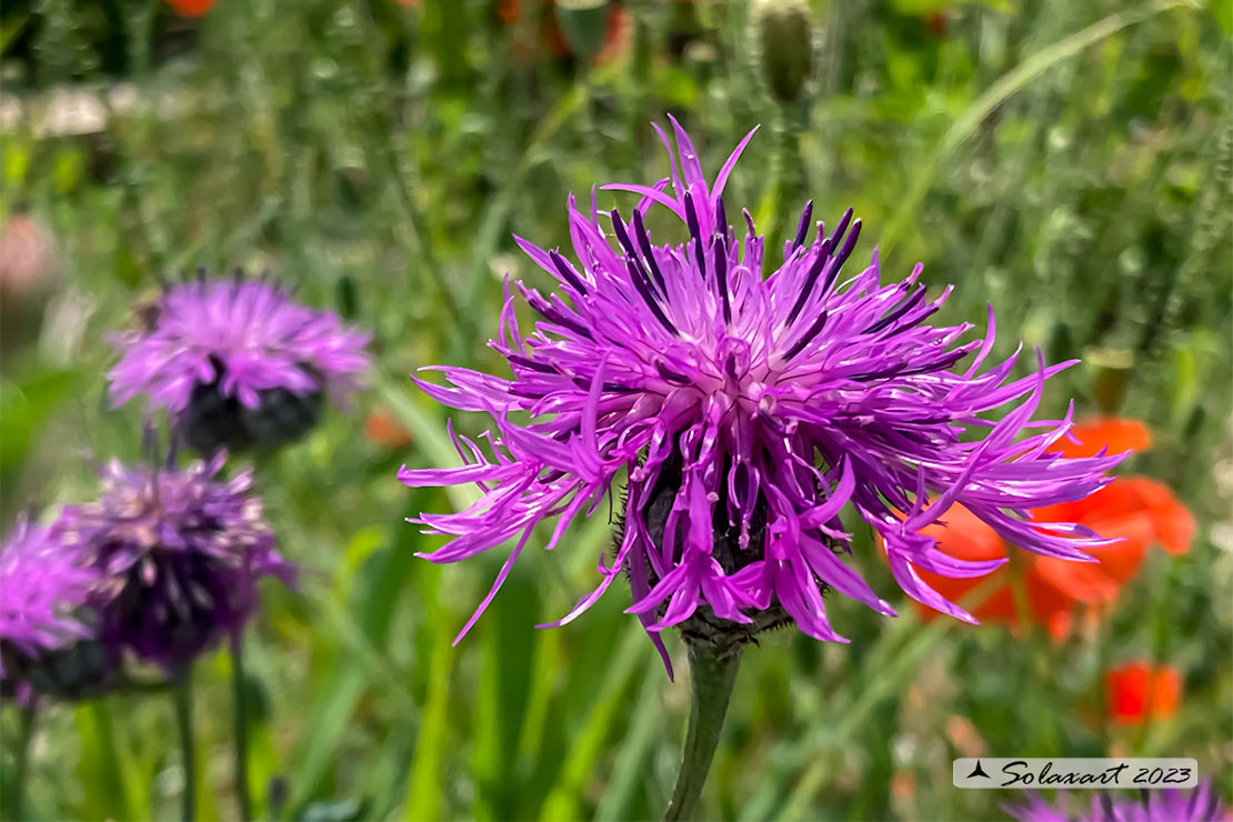 Fiordaliso vedovino - Centaurea scabiosa