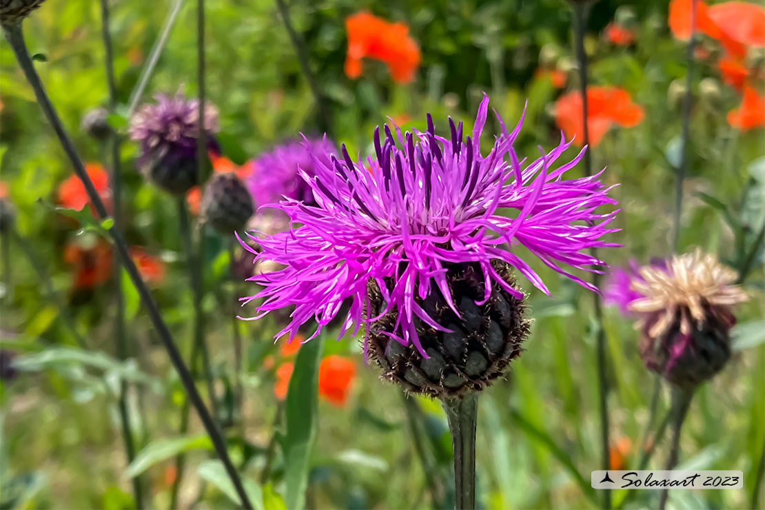 Fiordaliso vedovino - Centaurea scabiosa