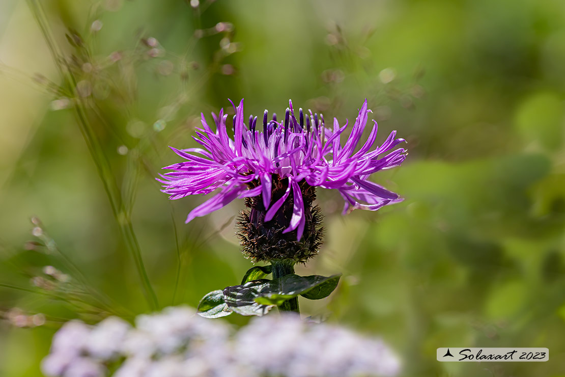 Fiordaliso vedovino - Centaurea scabiosa